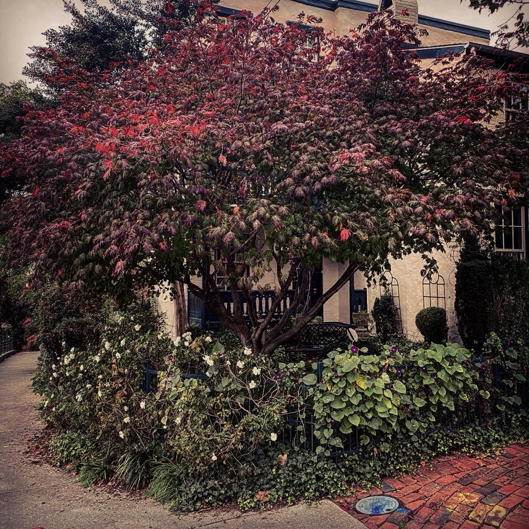 Japanese Maple