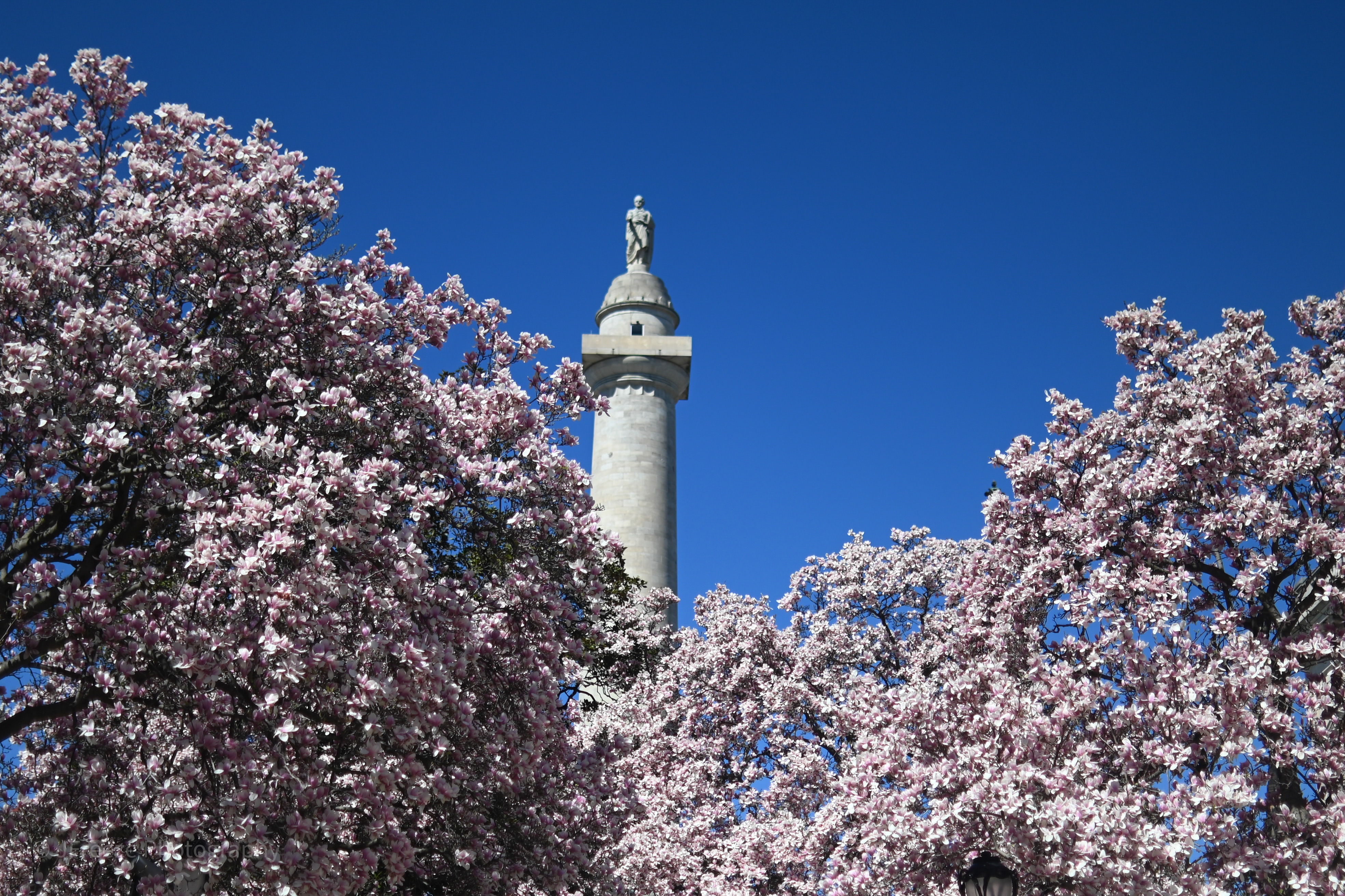 Monument in Bloom