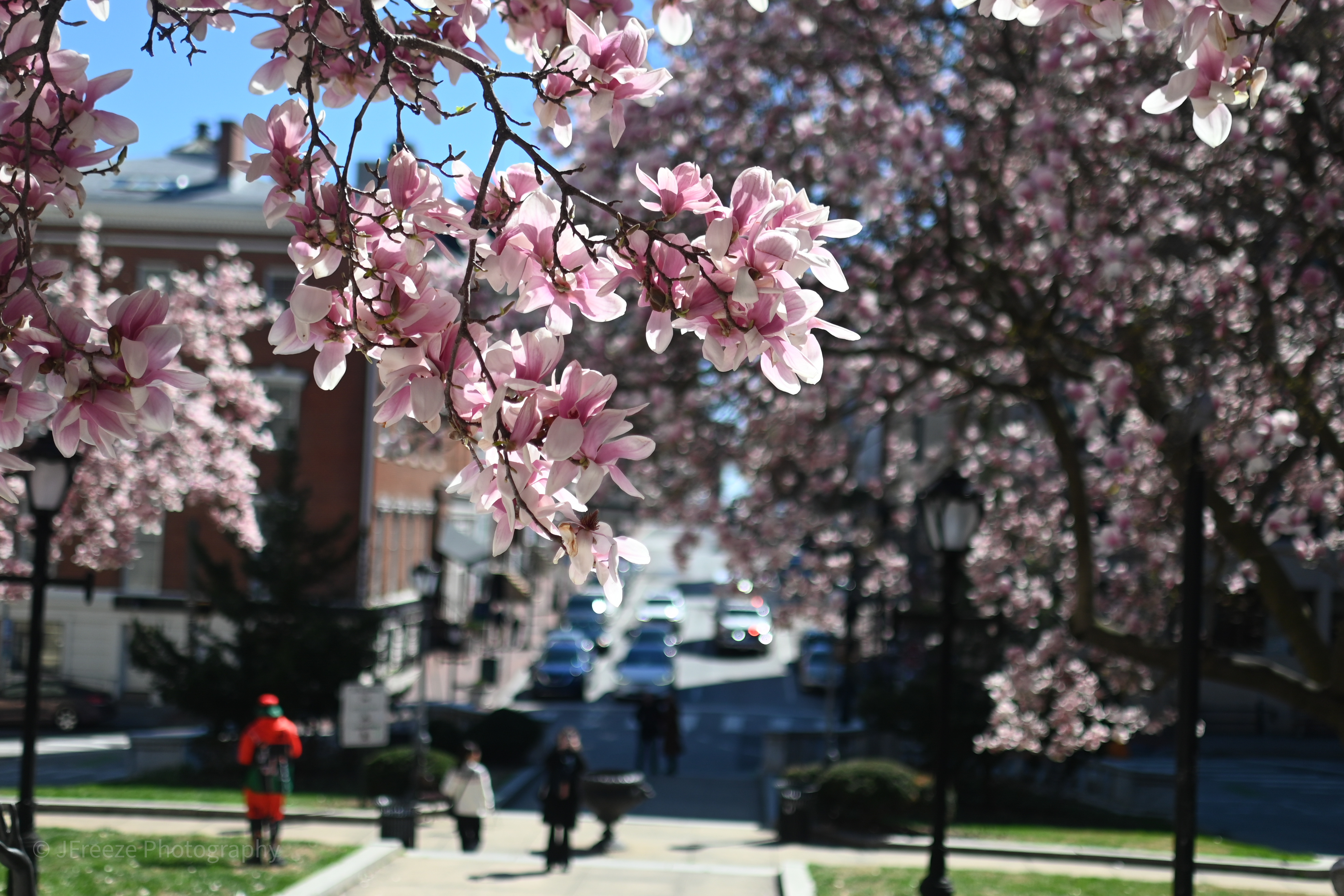 Magnolia Street